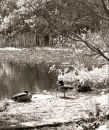 Summer Tranquility